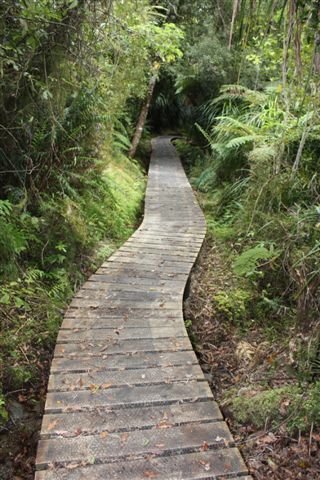 Walking Track At Hari Hari by Steve Busson