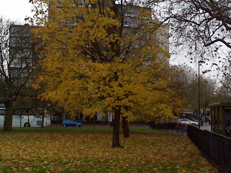 ARBOL EN LONDRES by Fernando Mendoza