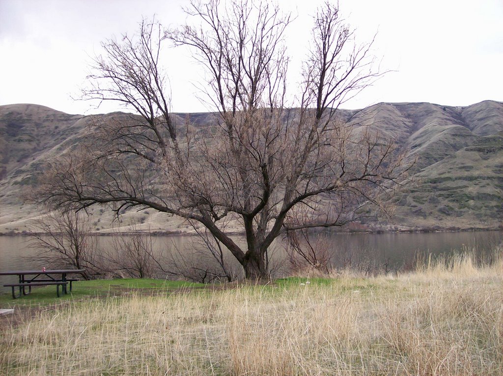 Winter Willow on the Point by LannieRee