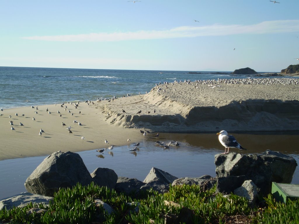 Aliso Beach County Park Laguna Beach California by Pindur