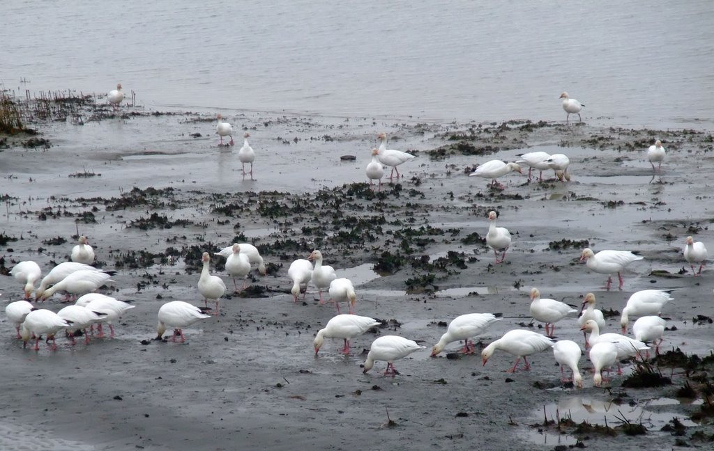 Snow geese feeding on a BC beach by c2100