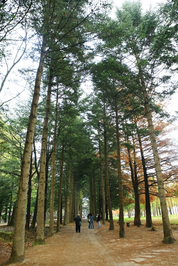 Namiseom Island 남이섬 by Korea Tourism Org.