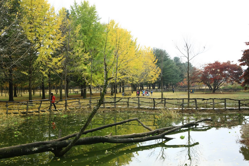 Namiseom Island 남이섬 by Korea Tourism Org.