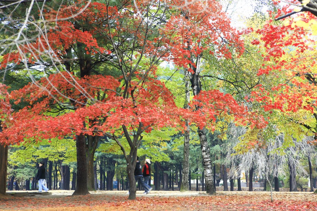 Namiseom Island 남이섬 by Korea Tourism Org.