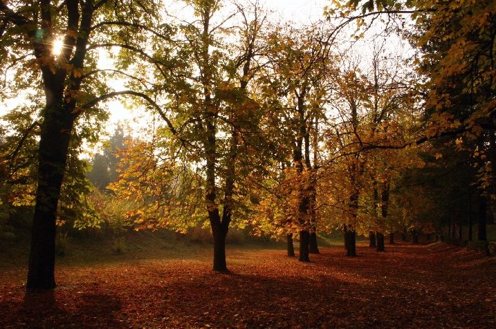 Morning in the park by Gy.Örs