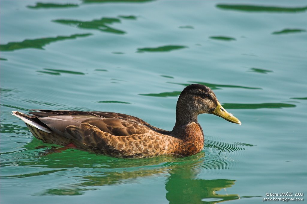 Zbiljsko jezero by Boris Jančič