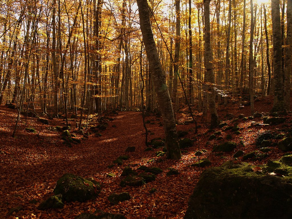 Fageda d'en Jordà by Abel Jiménez García