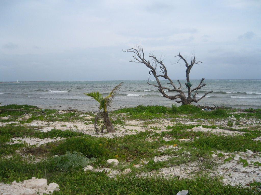 Arbol, mahahual by Jorge BaHe