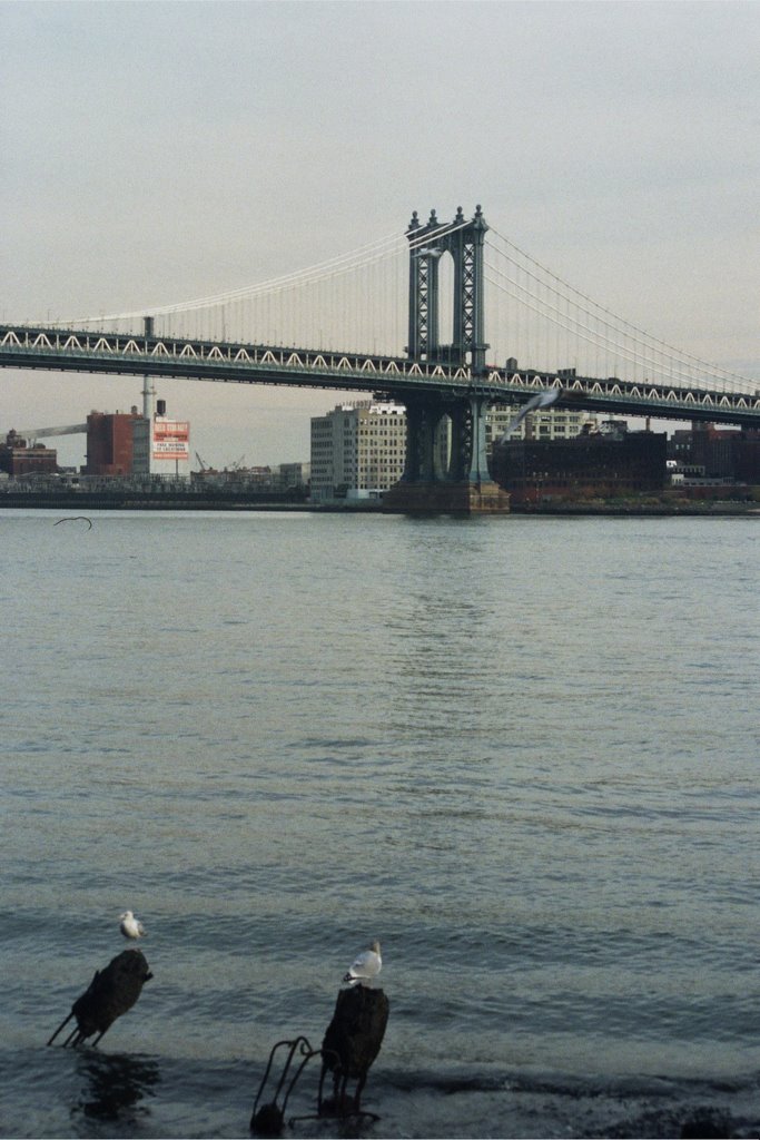 Manhattan Bridge and seagulls by Peter Rabbit little …