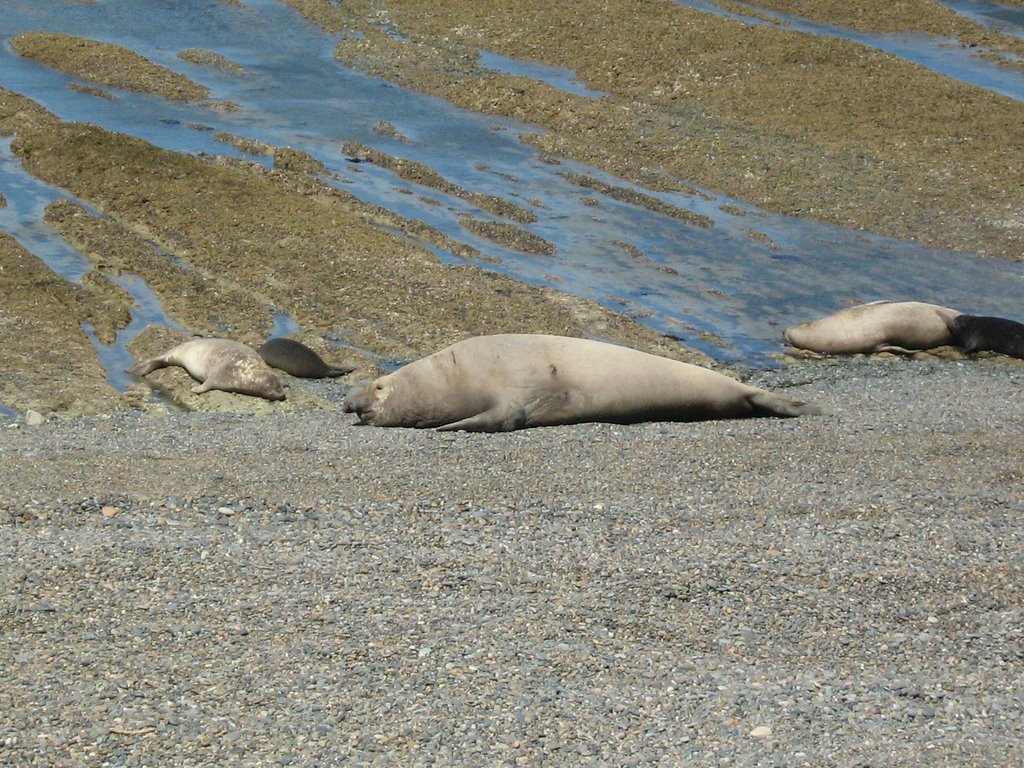 Elefante Marino, La Elvira: descansando en la restinga by veropab16