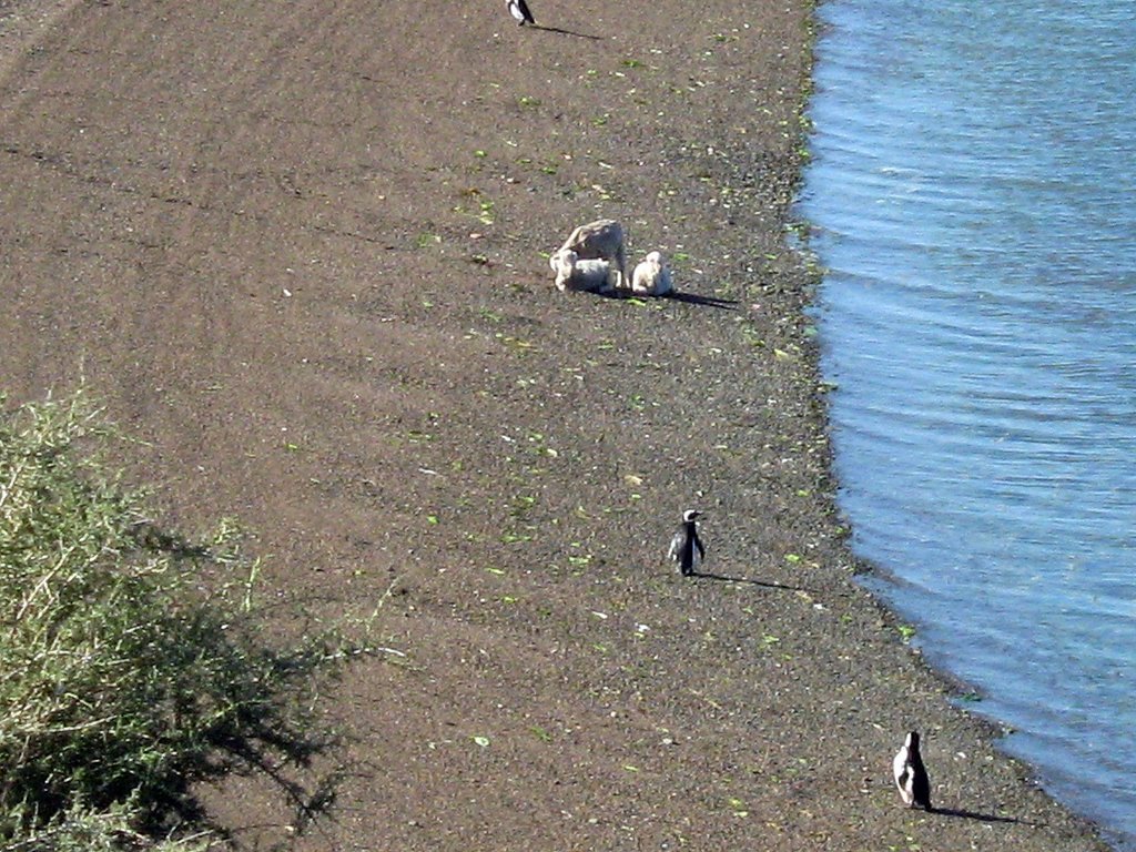 Pingüinos y Ovejas en la Caleta by veropab16