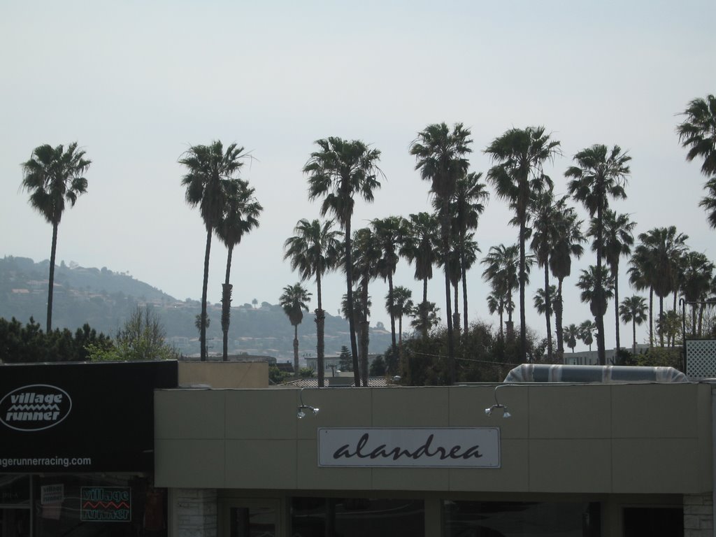 Palms over Redondo by John McCall