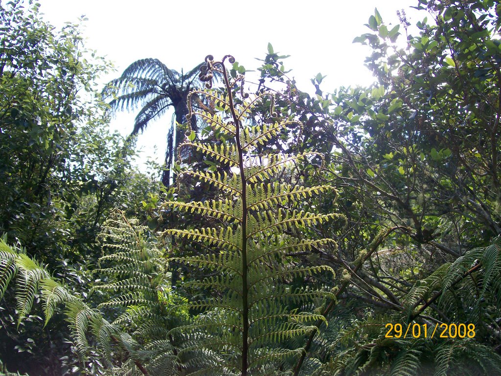 Fern Leaf by jbuller7