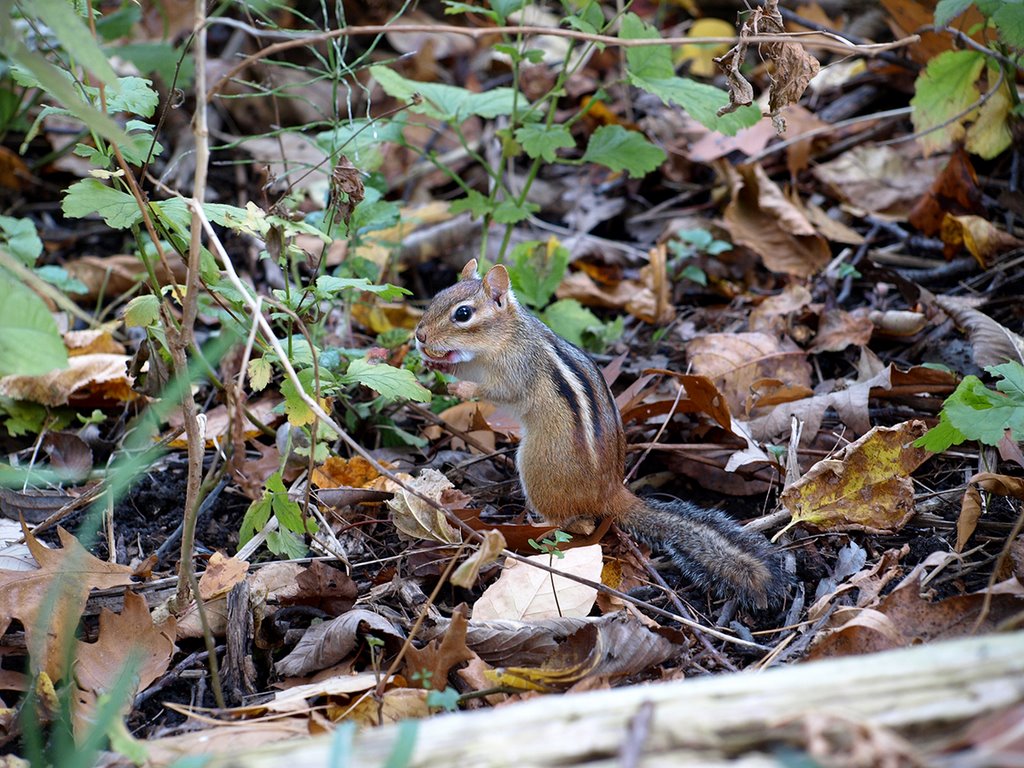 Chipmunk-impersonating Bugs Bunny by Nikbrovnik