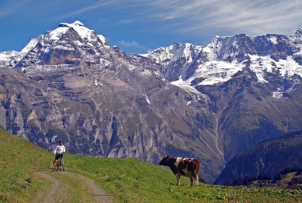 A cow, a cyclist, and an Alp by cyclist