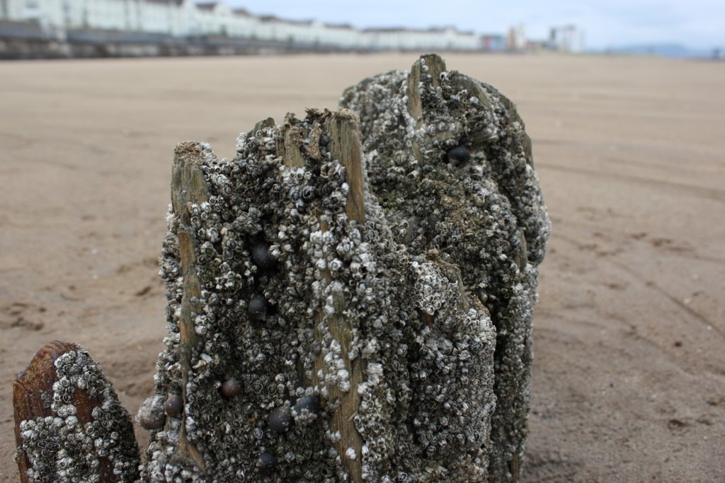 Barnacled post on Swansea Bay by Picalicious