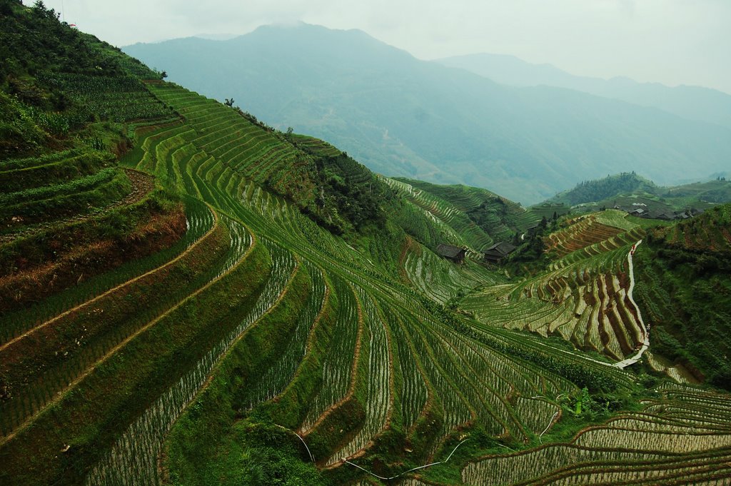 Rice terraces by katarzyna1977