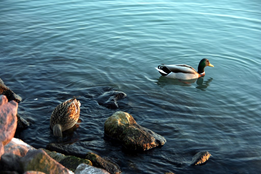 Balaton by Tamas Keresztes