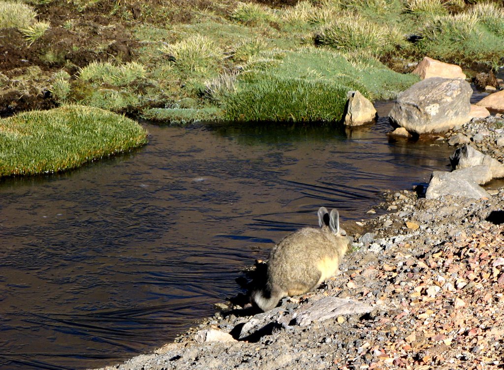 Vizcacha - bofedal, XV Región, Chile. by André Bonacin