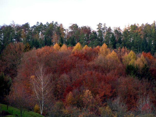 Autumn Colouring by frischmilch