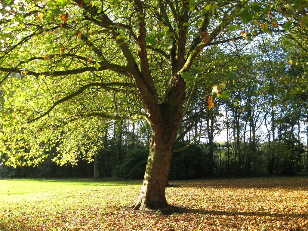 Autumn tree by earshot