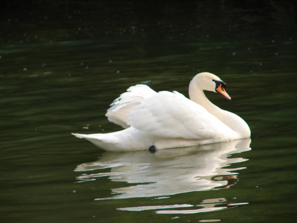 Cisne by Zigor Unamuno