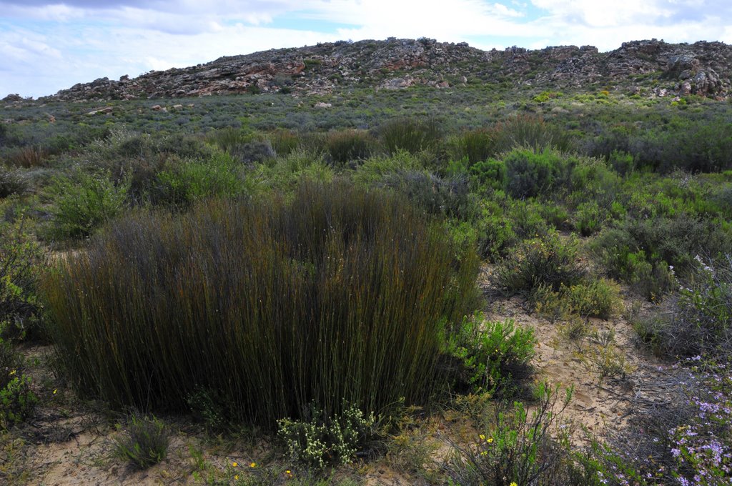 Laingsburg, South Africa by Peter Pearman