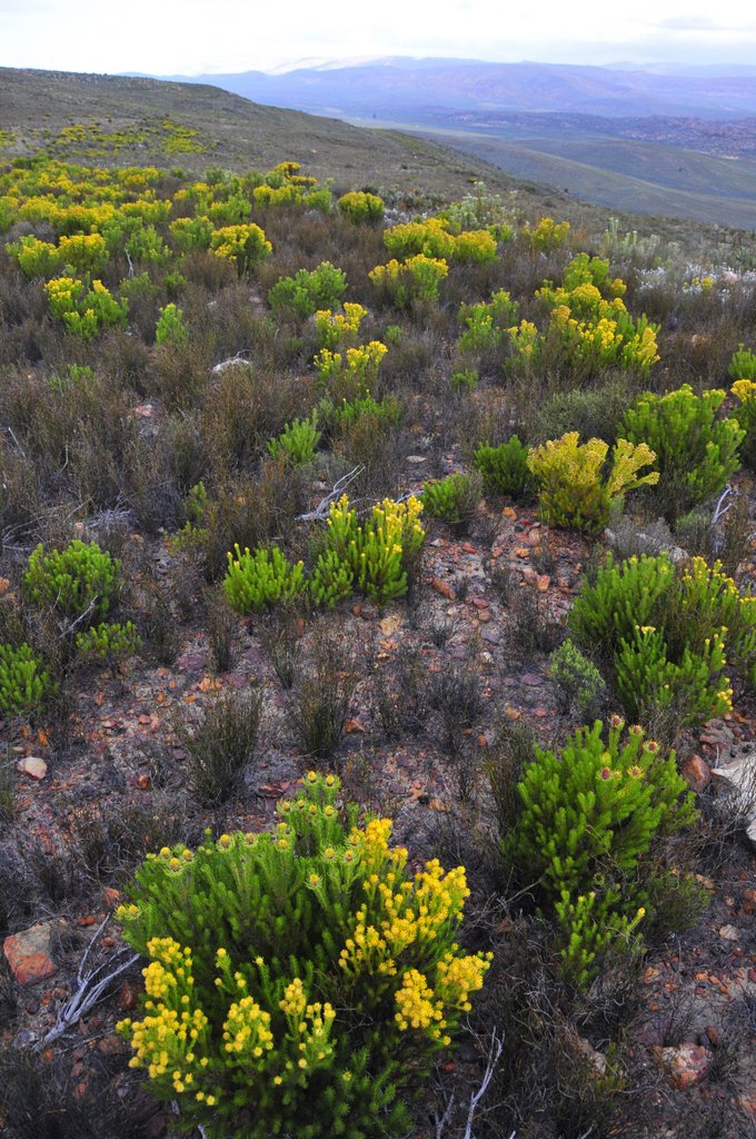 Laingsburg, South Africa by Peter Pearman