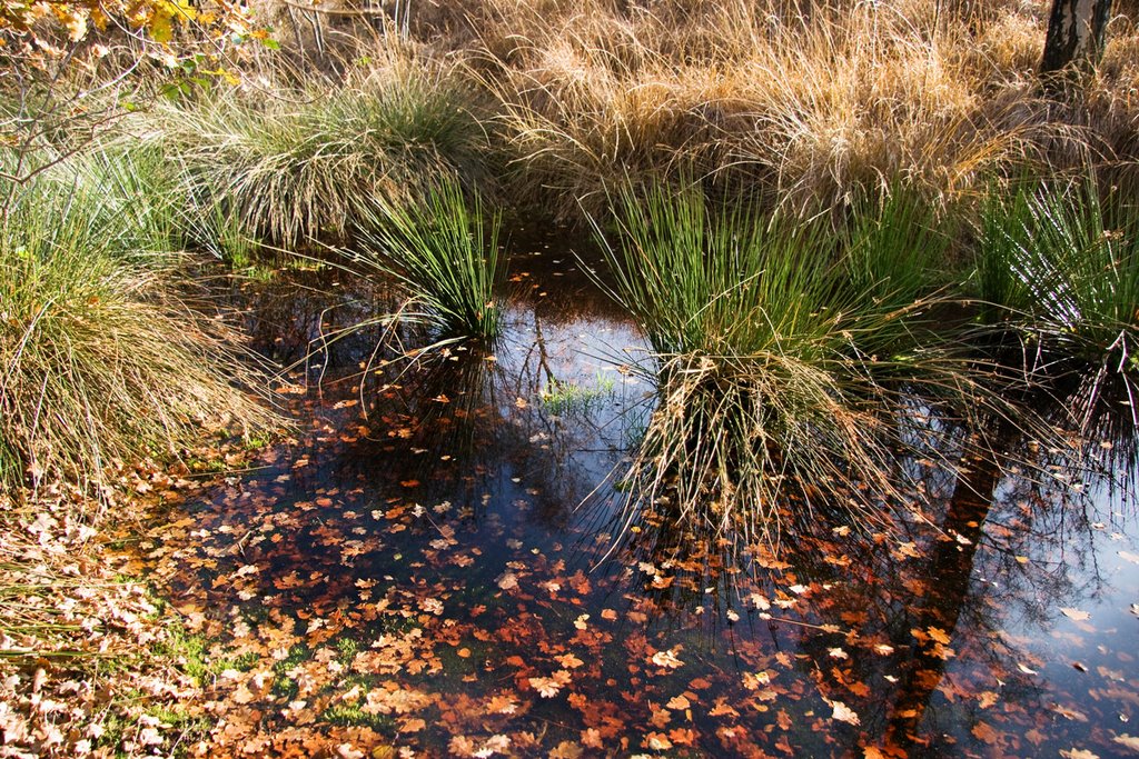 Soft rush, _Juncus effusus- (Pitrus)_, Mariapeel, Griendtsveen by Green Knee