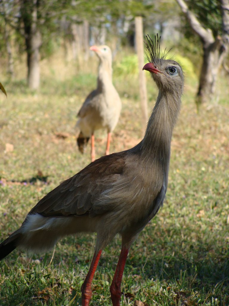 Siriemas na Fazenda Rincão Bonito - Bonito - MS - Brazil by Paulo Yuji Takarada