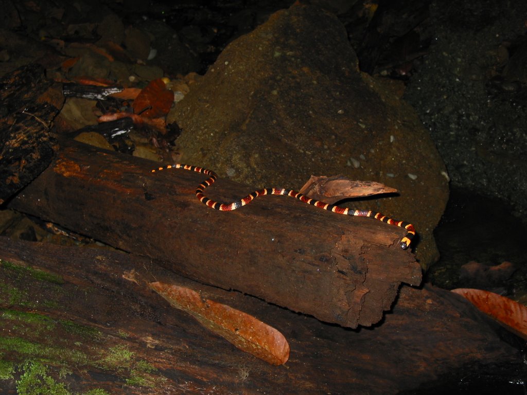 Allen's Coral Snake Corcovado by Jim Rodgers