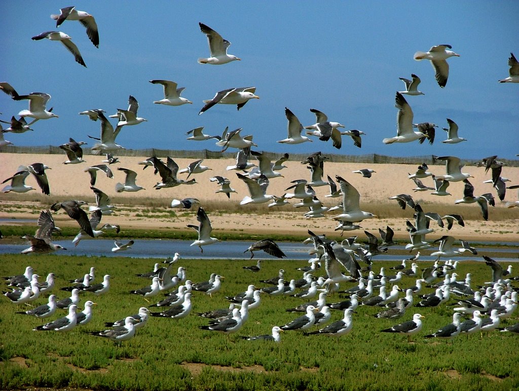 GAIVOTAS NA LAGOA by anselmo ferrari