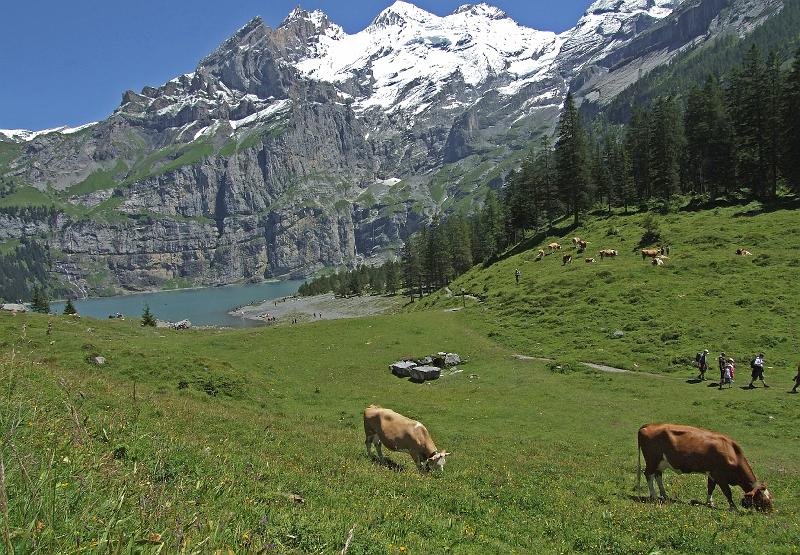 Oeschinensee weide by Jo van den Heuvel