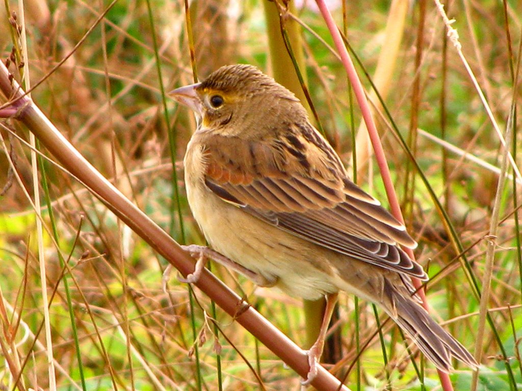 What kind of bird is this? by Howie Hennigar