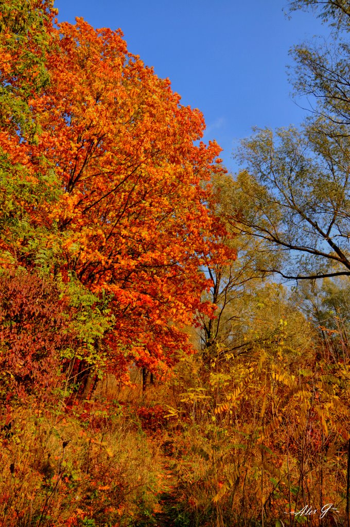 Golden autumn by ~★Alex_G★~