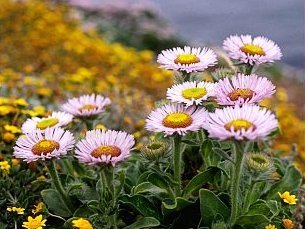 Daisies by an English stream by AnnaBerry