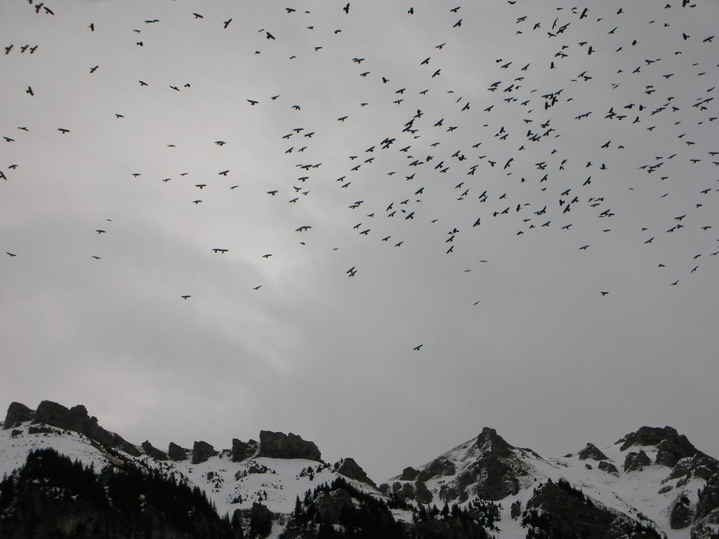 The Snow Storm is Coming!!! by Cecilia Teixeira