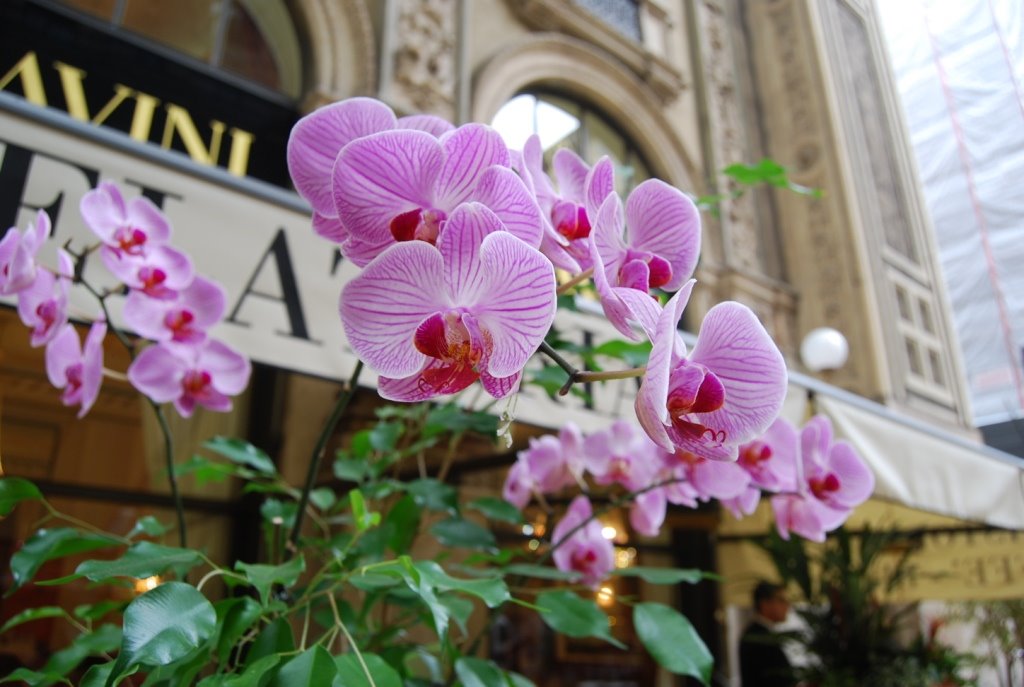 Milano - Orchidee - Galleria Vittorio Emanuele by MARIA RITA Gelso