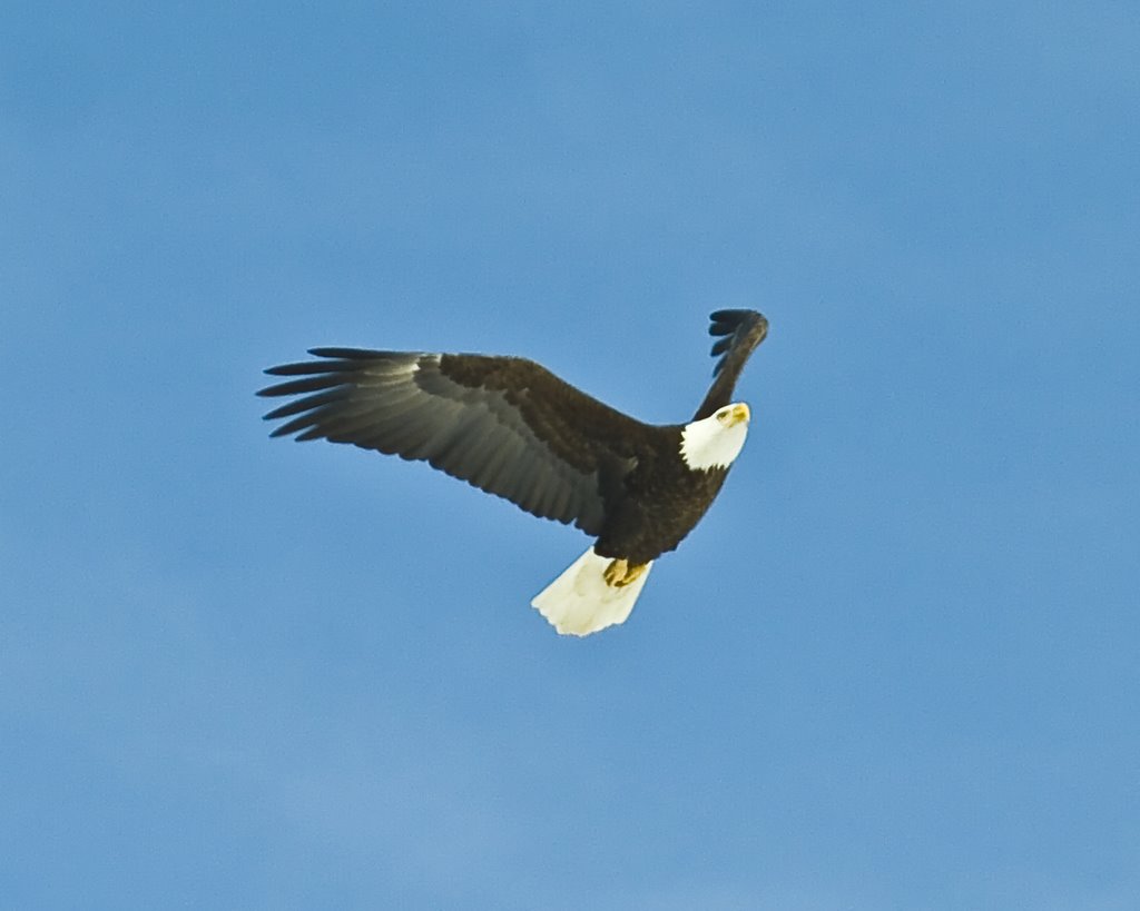 Eagel fly at clear fork mansfield ohio by tyrickey69