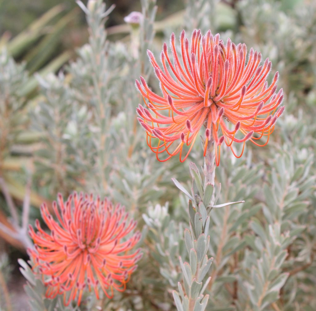 Leucospermom Reflexum (Thanks to Inspector Helen) - Fireworks Pincushion by Marbiz