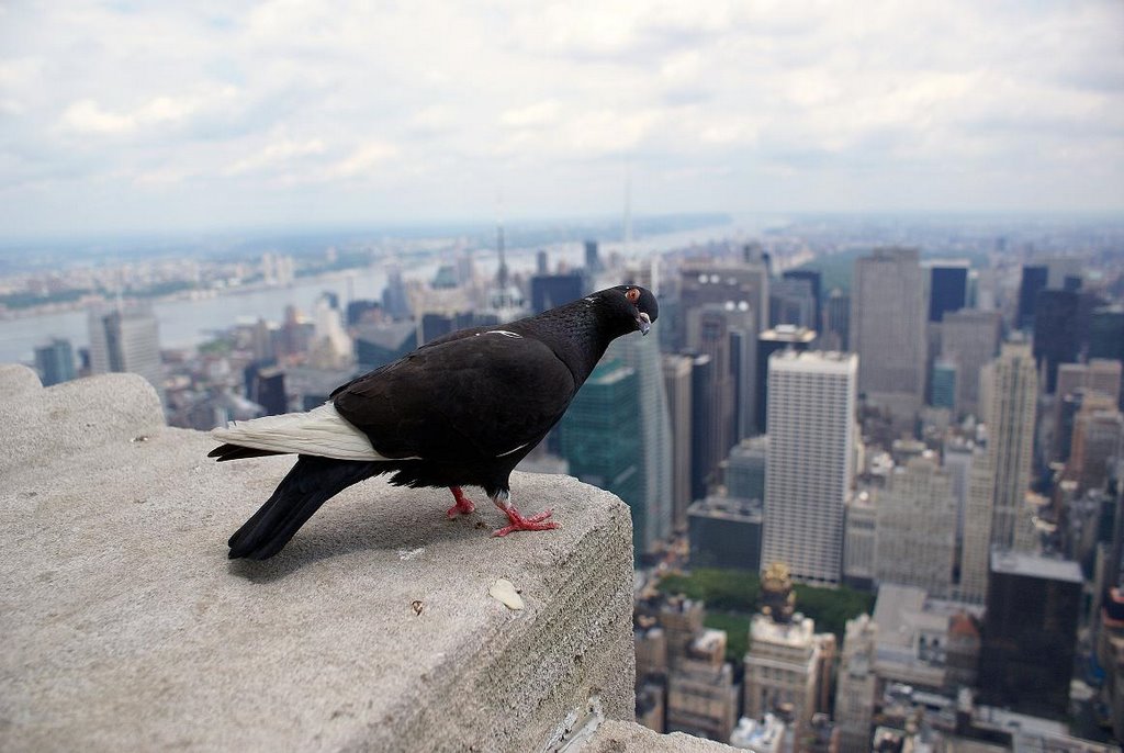 Taube auf dem Empire State Building by Rene Wunderlich