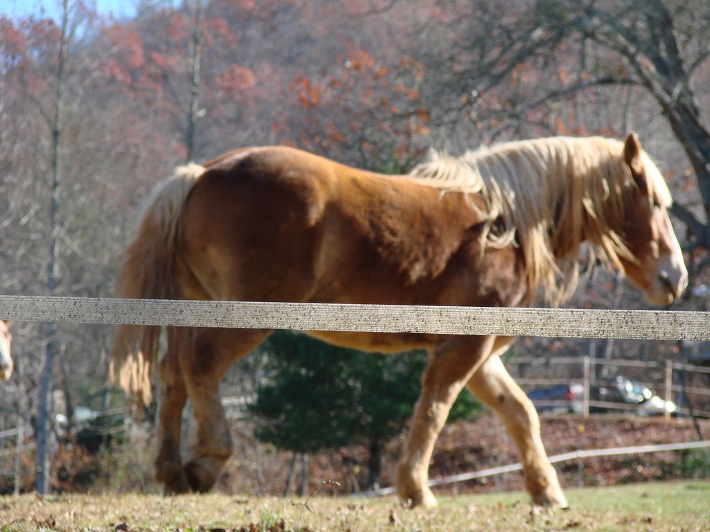 The fabric fence for the horses by Jean Gregory Evans