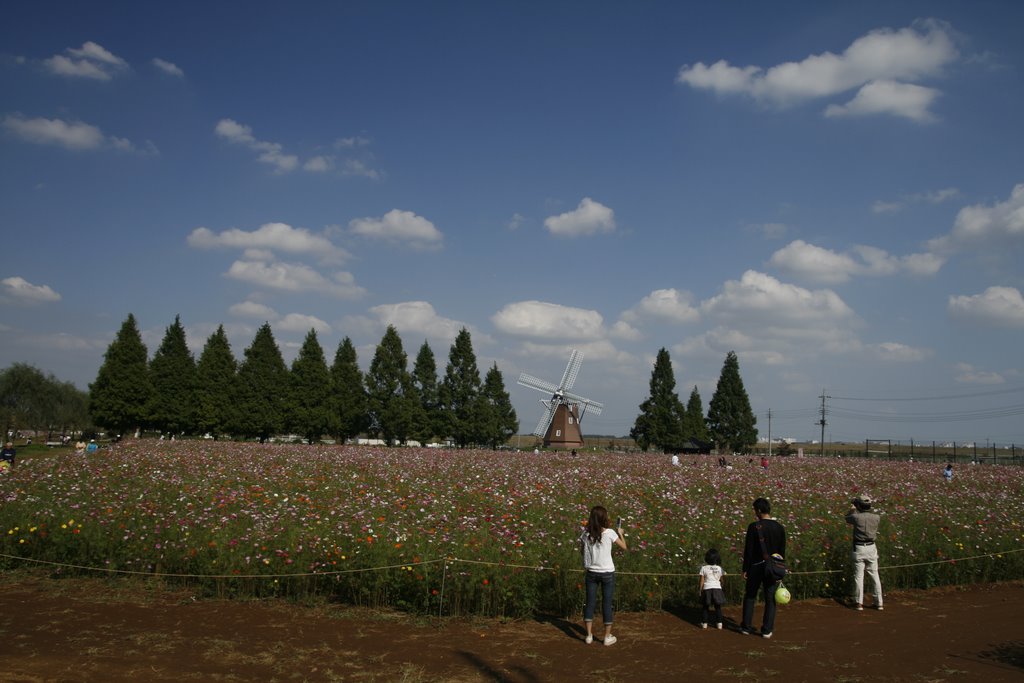 Cosmos field in Akebo Park by Crazywolfdl