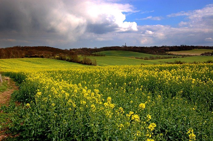 Langdon Hills by Wildscape