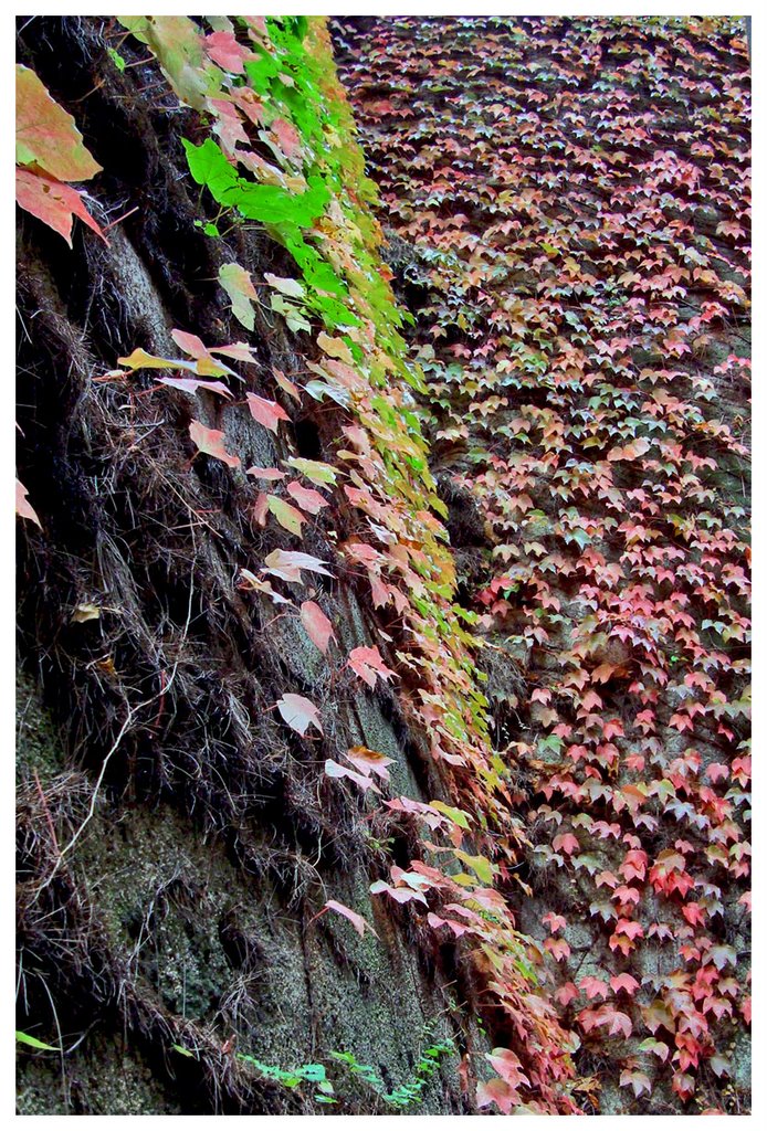 Porto Maurizio 2nov08 Looking walls of autumn by esseil panoramio