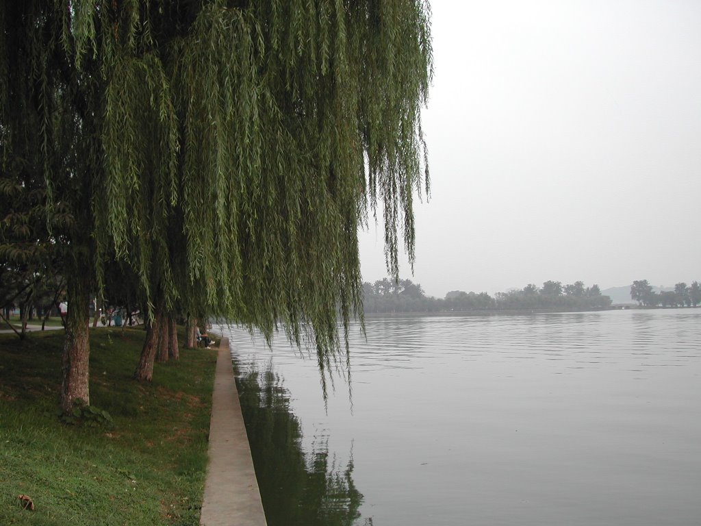 玄武湖畔垂柳_Willow by XuanWu Lake,Nanji by 江佳欣Spark.Chiang