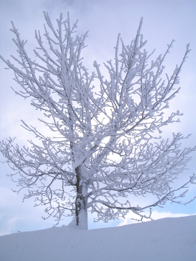 Frostiges Schauinsland w.s. by W.Siminski