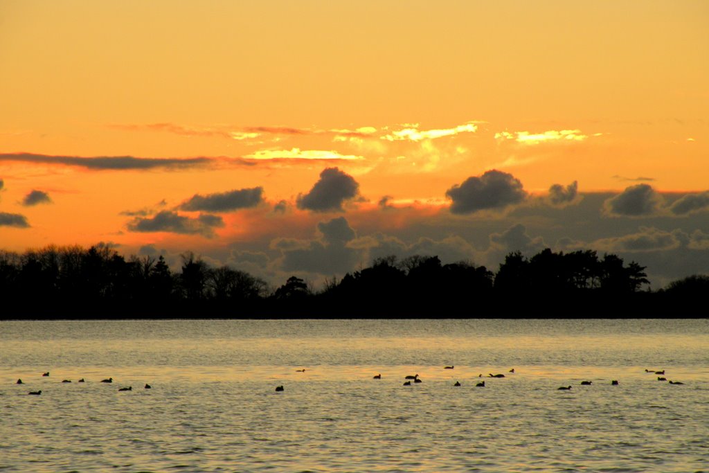 Coots gathering for the night by KaSuMa