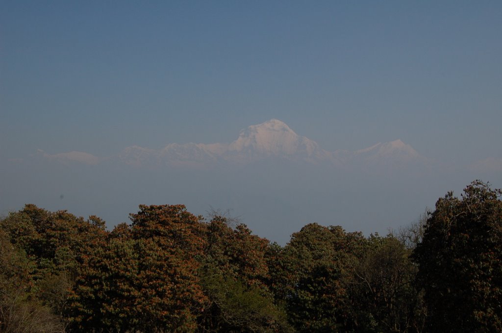 Ghorepani To Banthanti.(Dhaulagri 8167m.) by Kwanweng Leong