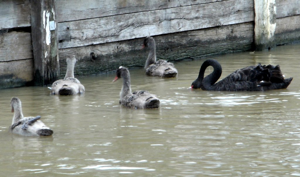 Black swan and her signets - what a loopy neck! by Sue Allen